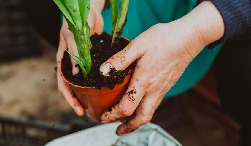 Guide-to-Gardening