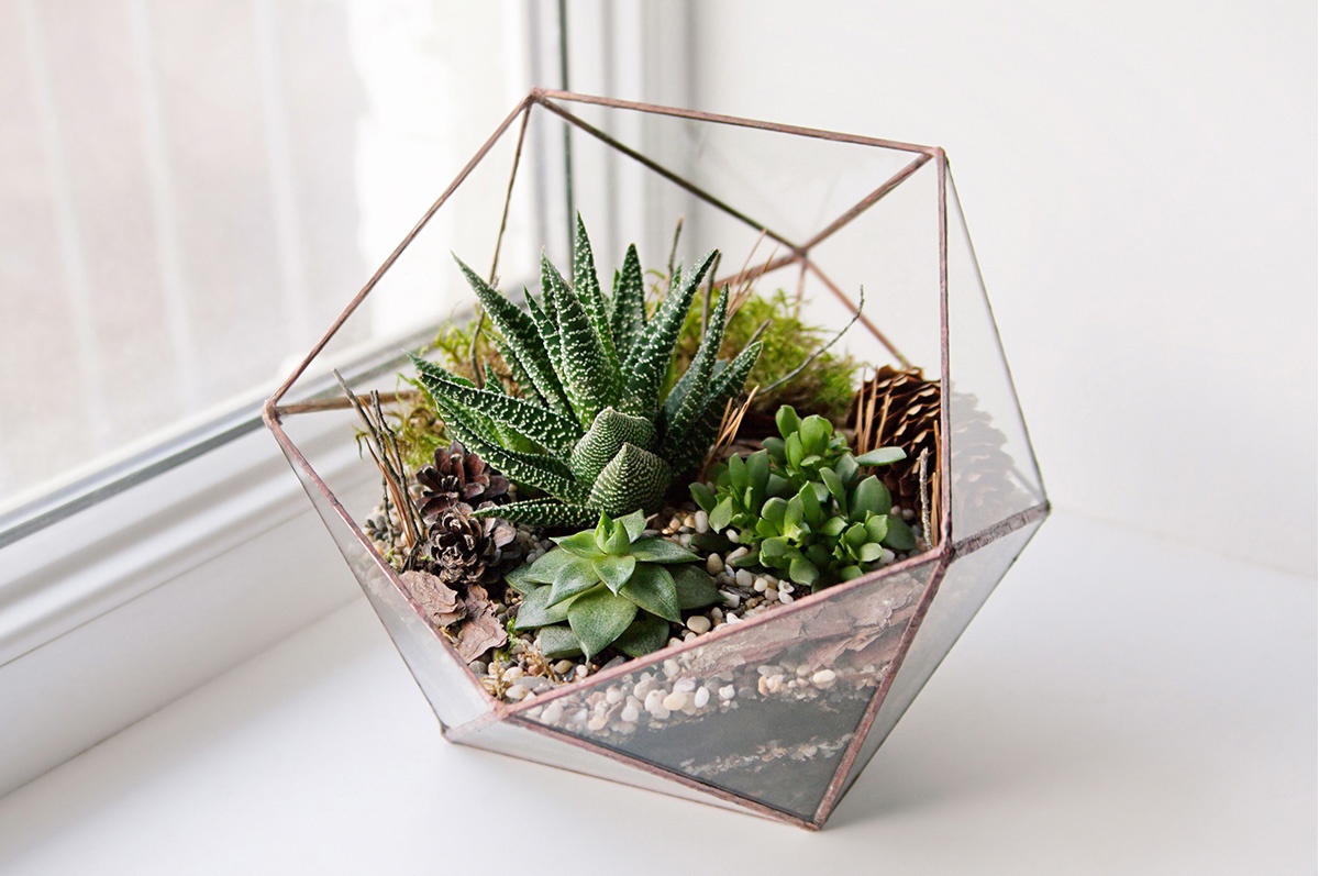 Air-Plant-Terrarium-DIY