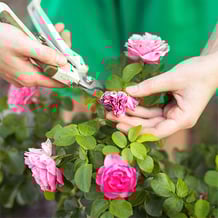 pruning.jpg