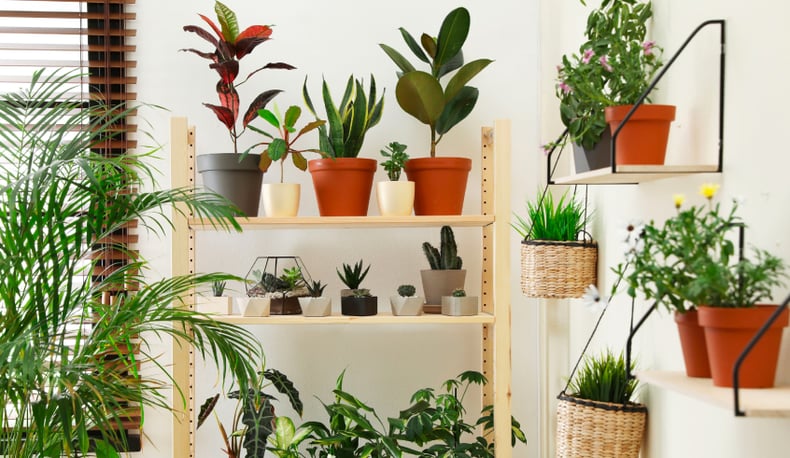 Watering-Indoor-Garden