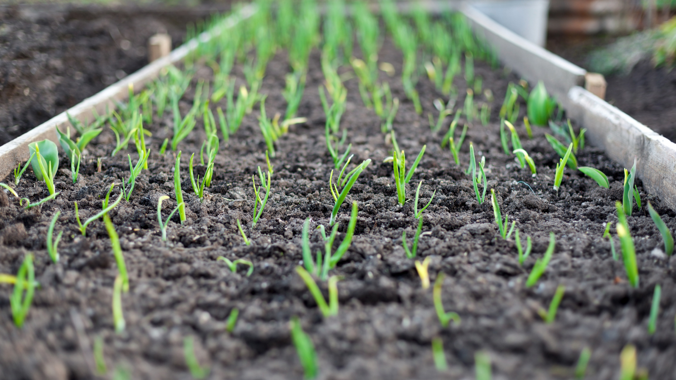Garden Beds
