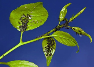 Aphids-on-Leaves