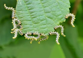 Caterpillars Eating Leaves