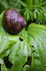 Snails Eating Leaves