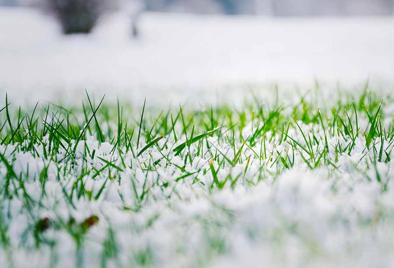 Watering Lawn in Winter