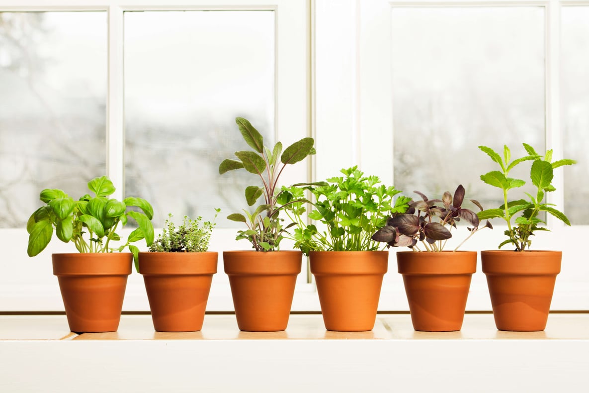 How to Care for Potted Plants.