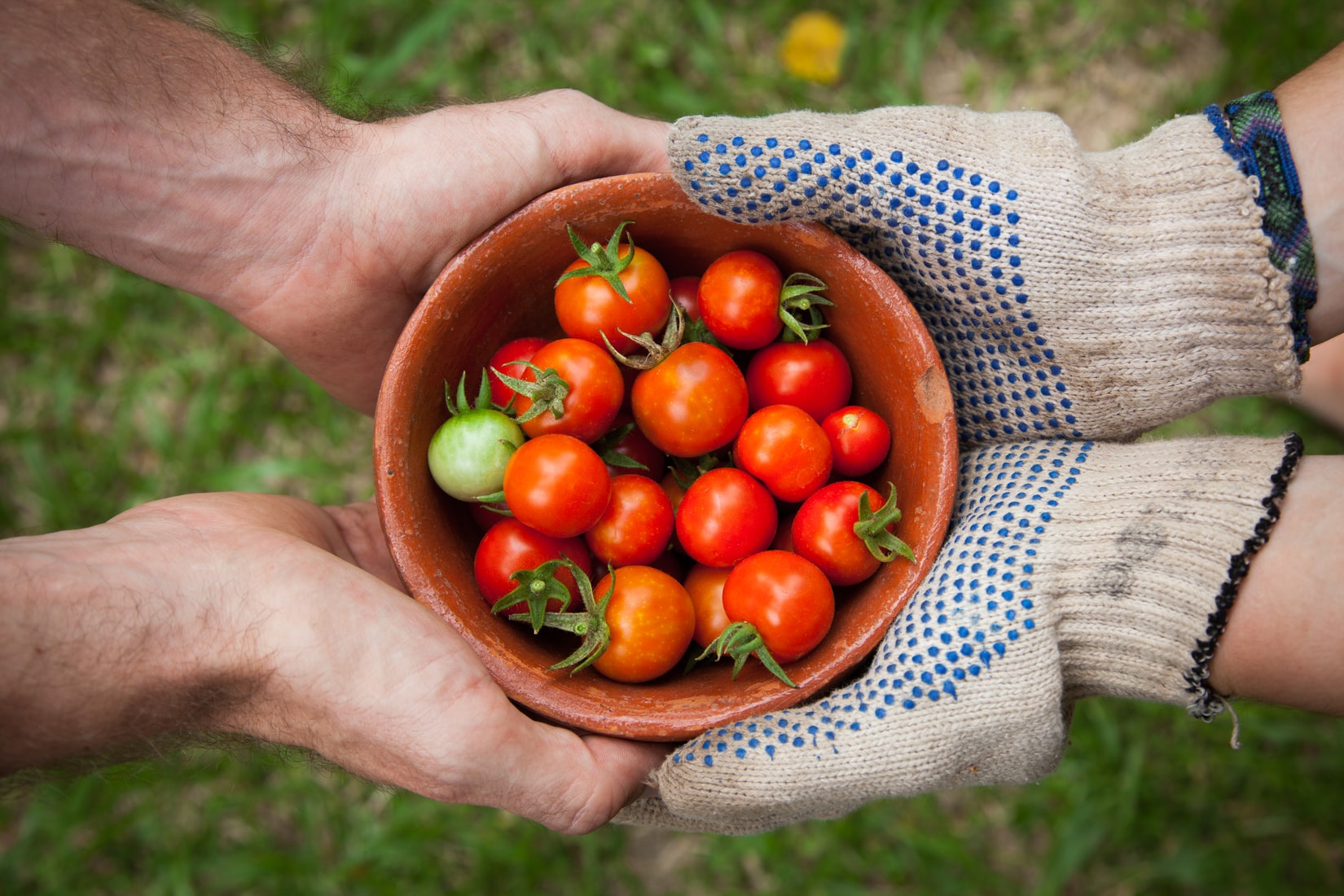 how to start a vegetable garden