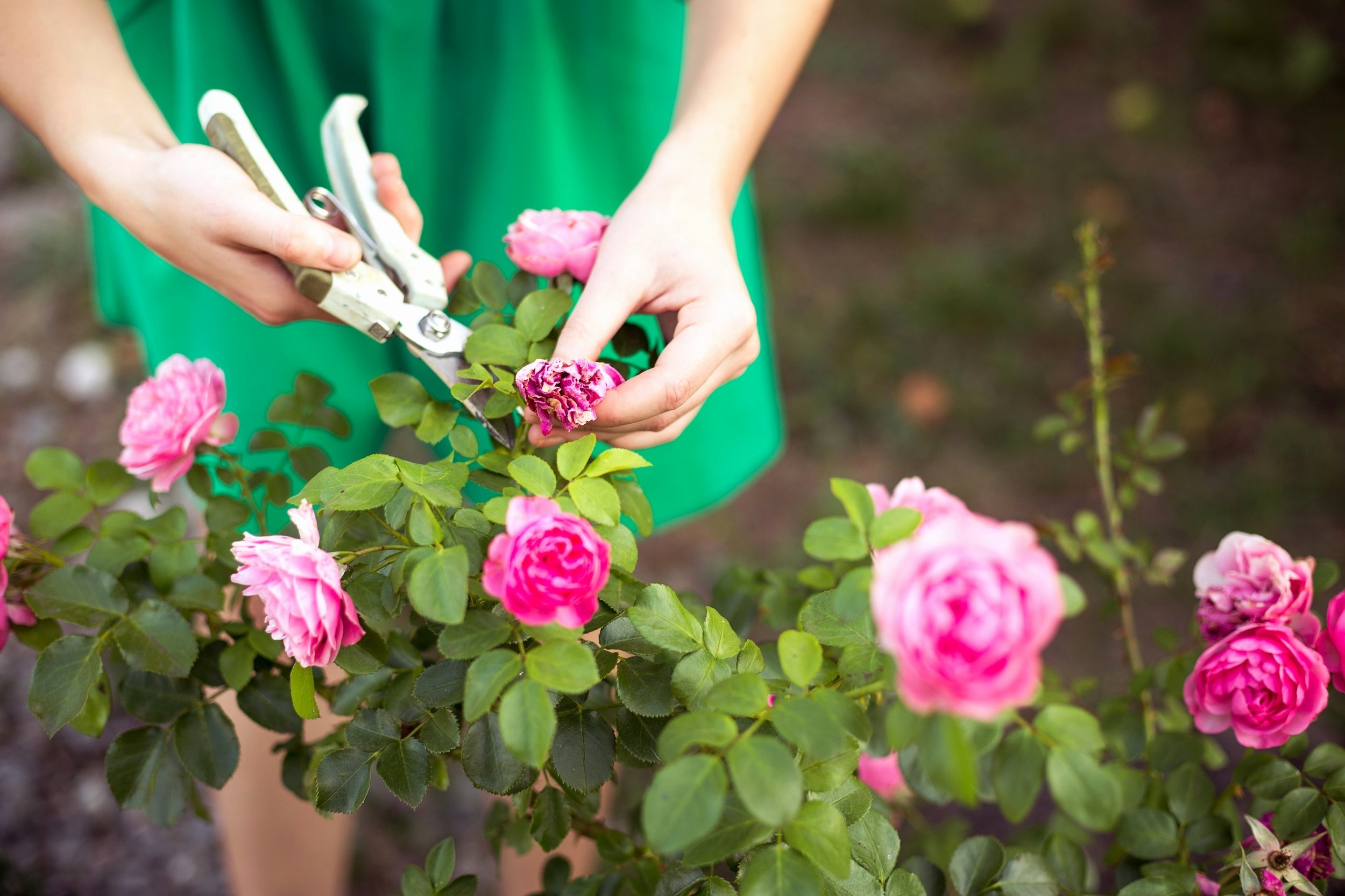 What is Deadheading Flowers