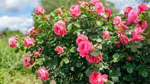 roses