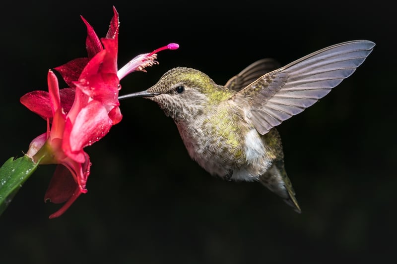 How to Make Hummingbird Nectar