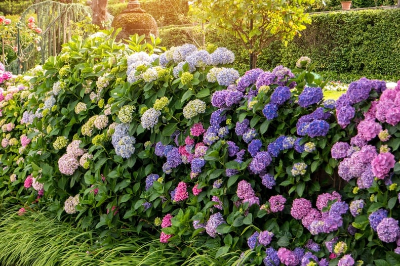 How to grow and care for hydrangeas in your garden apex hose