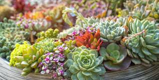 succulent garden