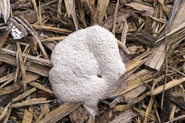 white-slime-mold-QT-1200x800-GettyImages-139820460-scaled