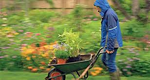 Gardening in the rain