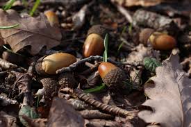 acorns download