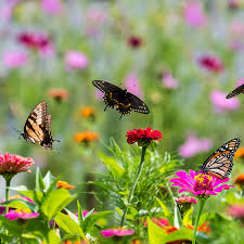 butterfly garden-1