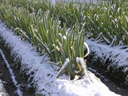 cold weather crops