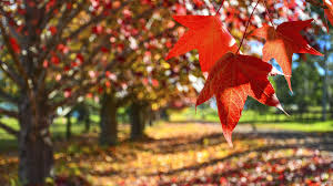 fall image