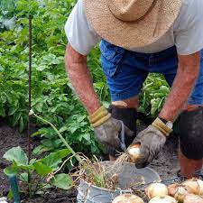 harvesting