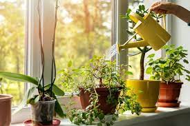 indoor plants