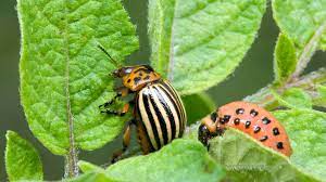 pest managment