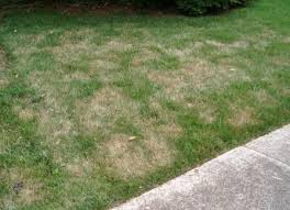 turf browning
